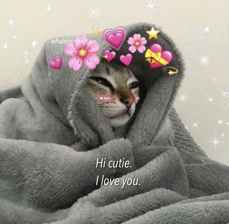 Picture of a cat for Valentine